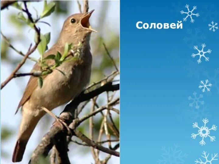Соловей зимует. Соловей презентация. где зимует соловей. разбуженный соловьями презентация. соловей зимует или улетает.