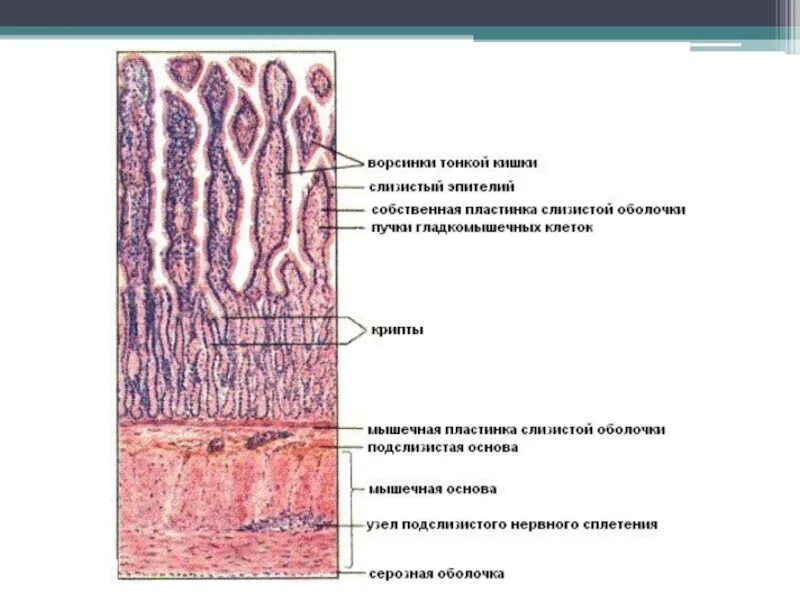 Строение стенки тонкой кишки гистология. Строение тонкого кишечника гистология. Строение тонкой кишки гистология. Ворсинки тонкой кишки гистология.