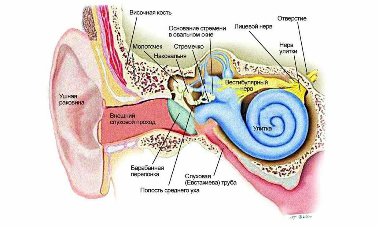 Строение уха человека вестибулярный аппарат. Строение уха и вестибулярного аппарата. Барабанная перепонка строение уха. Строение ухо и вестибулярный аппарат. Внутреннее ухо расположено в полости кости