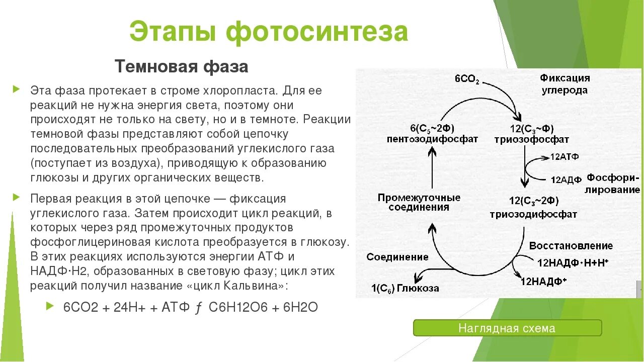 Глюкоза углекислый газ вода. Темновая фаза фотосинтеза процессы. Процессы Темновой фазы фотосинтеза. Темновая фаза цикл Кальвина кратко. Темная фаза фотосинтеза процессы.