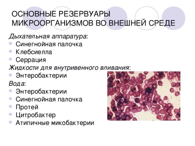 Главной средой обитания синегнойной палочки является