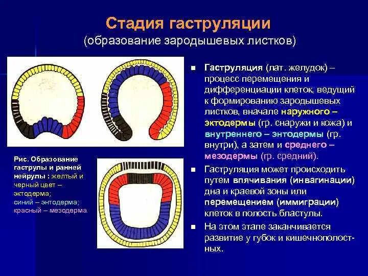 Гаструляция образование зародышевых листков. Гаструляция образование мезодермы. Гаструляция эктодерма энтодерма мезодерма. Гаструляция 3 зародышевых листка. Гаструла образуется в результате