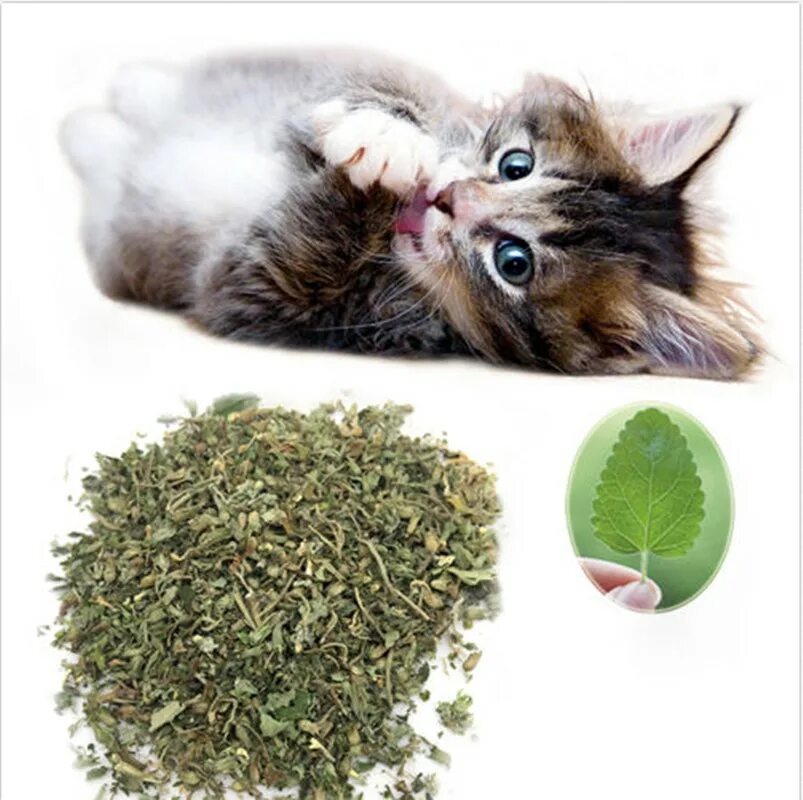 Мята для кошек купить. Catnip Кошачья мята. Кошачья мята 3 гр.. Кошачья мята сухая. Сухая трава для кошек.