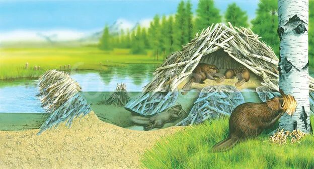 Бобёр плотина и хатка. Хатки и плотины бобров. Жилище ондатры. Бобровая хатка и бобры. Плотина бобров хатка бобра.