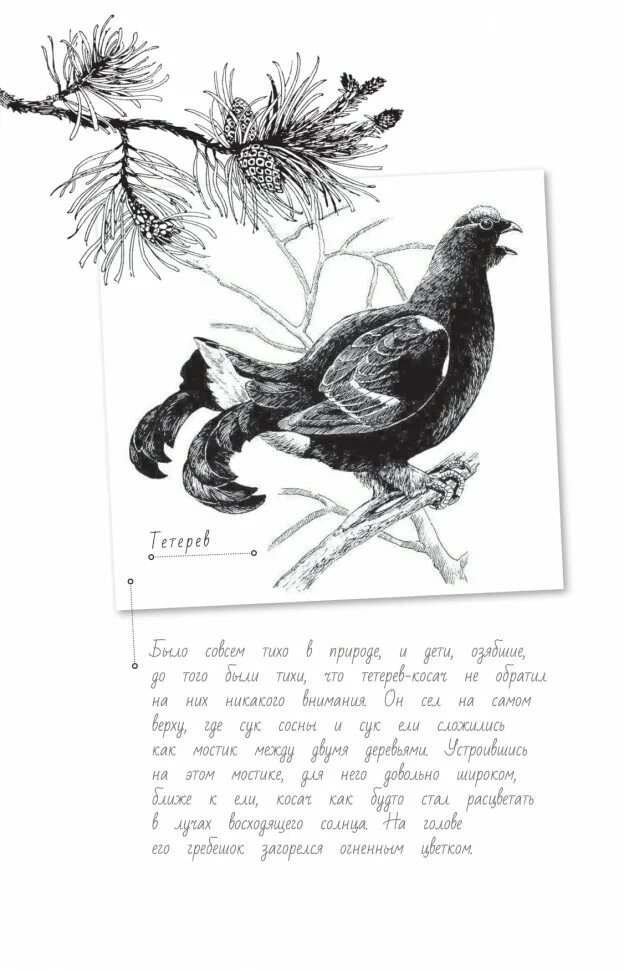 Пришвин кладовая солнца в сокращении. Кладовая солнца. Пришвин. Пришвин книги. Иллюстрация к рассказу кладовая солнца.