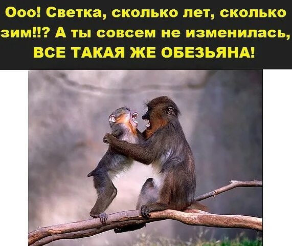 Прикольные картинки с обезьянами с надписями. Смешные обезьянки с надписями. Обезьянки с надписью. Прикольные картинки с обезьянами с надписями. Смешные обезьяны.