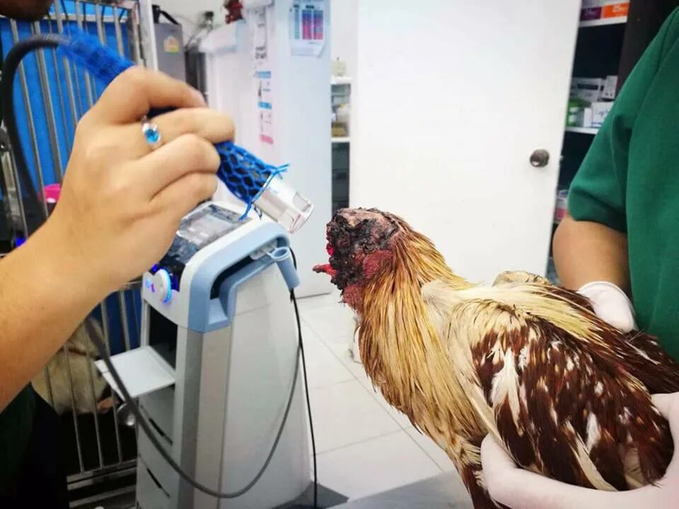 Как реанимировать курицу