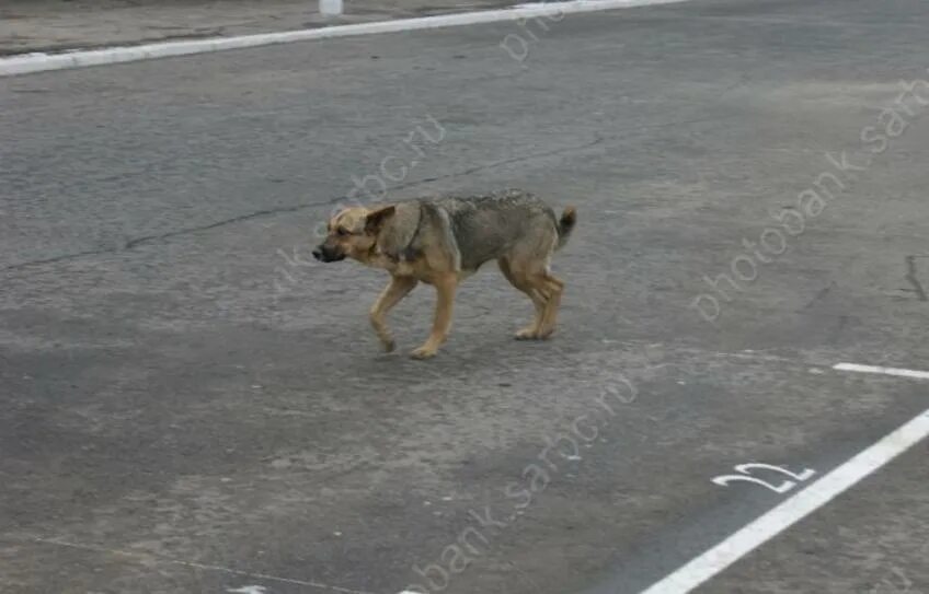 Покусала бродячая собака. Покусала бродячая собака. Бездомные собаки нападают на детей. Бродячие собаки. Покусала бродячая собака.