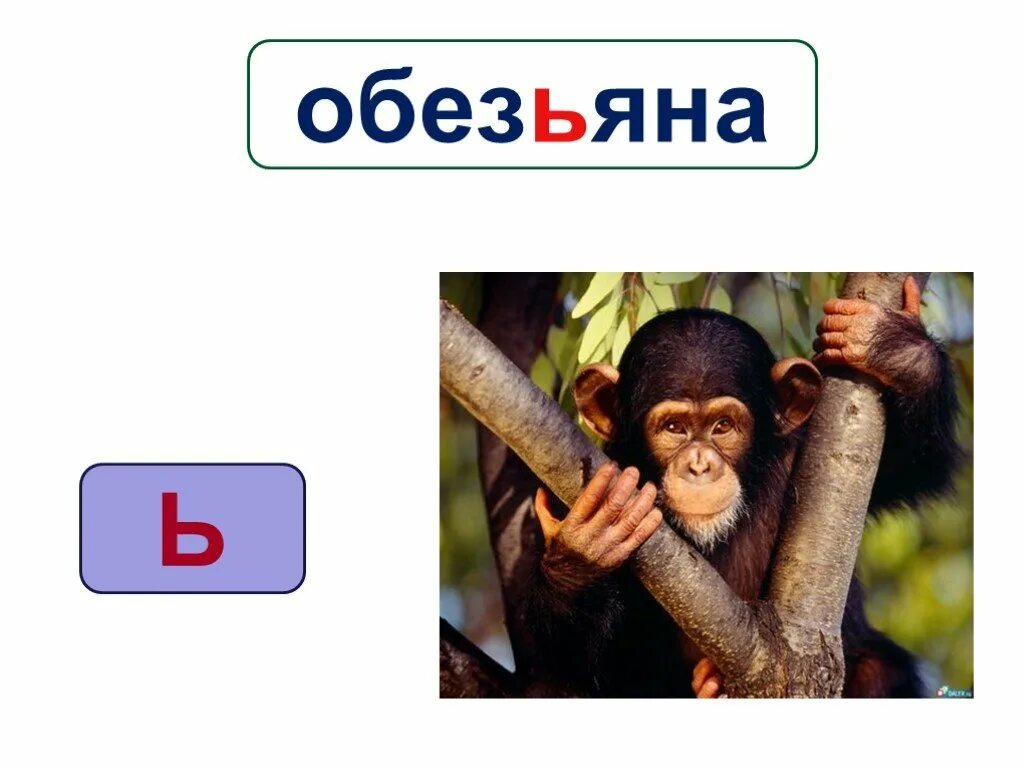 Monkey word