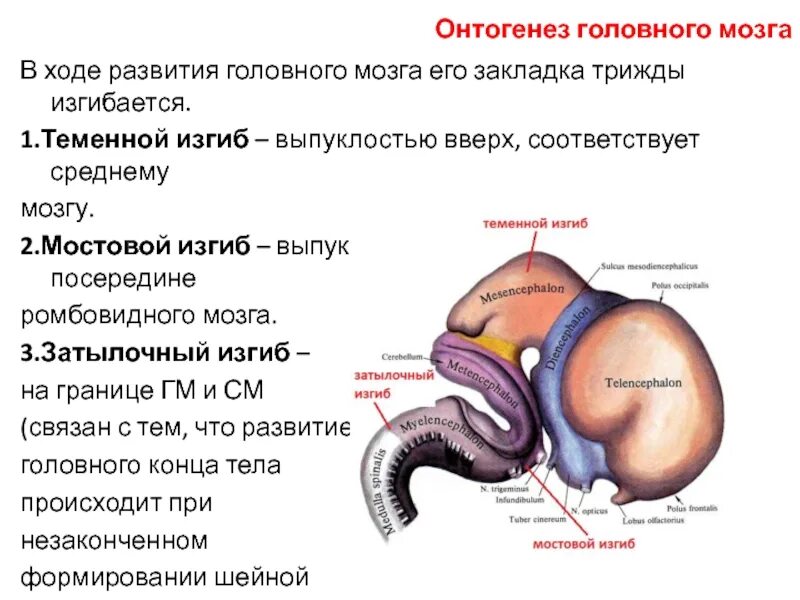 Изгибы мозга. Три мозговых пузыря формируются на месяце эмбрионального развития. Мозговые изгибы. Проводящие пути среднего мозга. Отдел головного мозга - производное переднего мозгового пузыря.