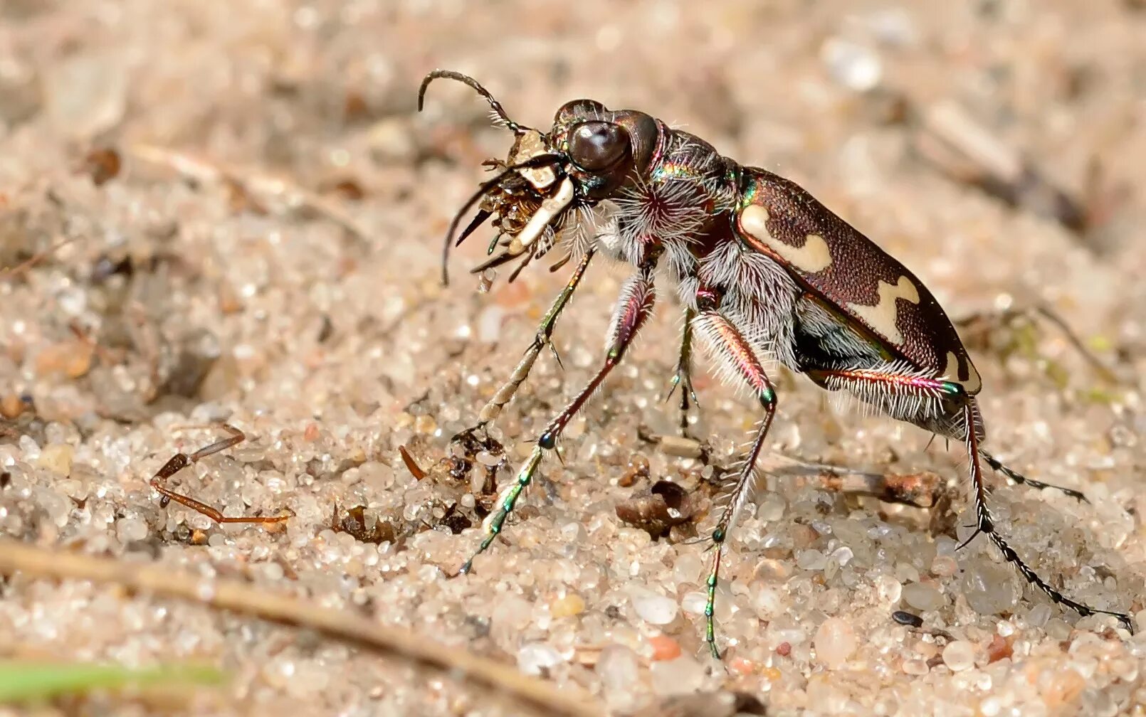 Скакун межняк. Cicindela hybrida. Жук скакун. Степной скакун Жук.