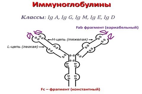 Иммуноглобулин рисунок