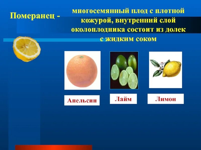 Плод состоит из. Многосемянные плоды померанец. померанец плод описание. лимон плод померанец. померанец плод биология 6 класс.