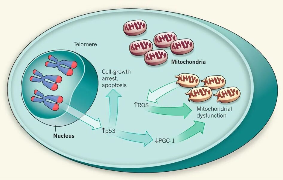 Митохондрия процесс огэ. Mitochondria in cell. митохондрия синтез гликолипидов. p53 протеин. белок p53.