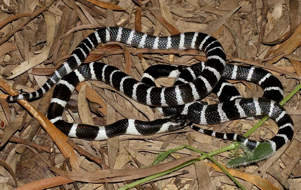 Крайт змея. Цейлонский Крайт. Bungarus multicinctus. Bungarus ceylonicus.