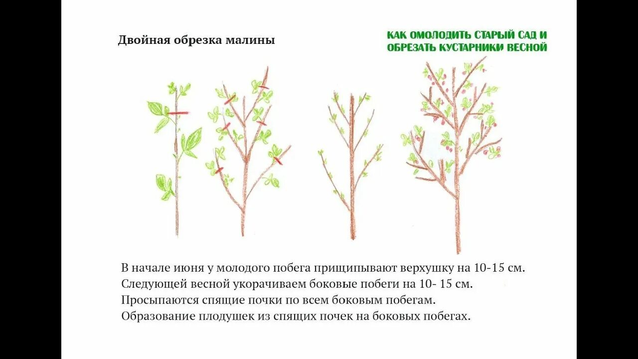 Обрезка малины весной. Обрезка обычной малины осенью. Обрезка малинового дерева осенью. Обрезка айвы японской весной. Подрезка малины весной