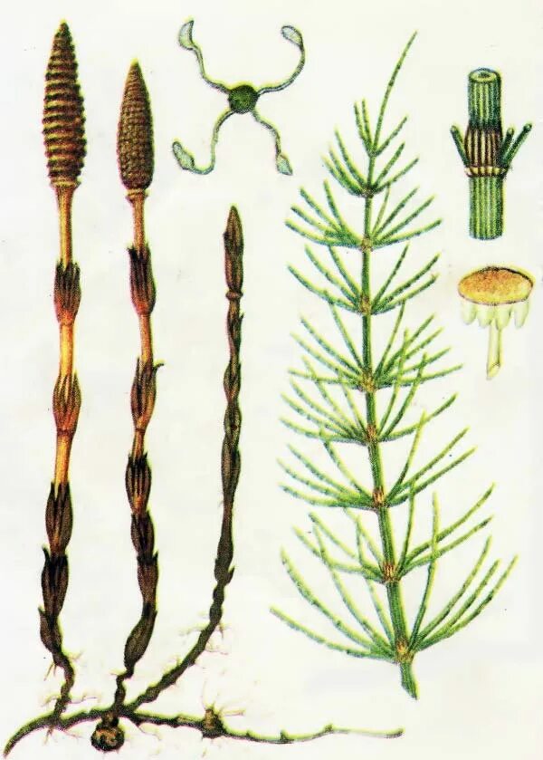 Хвощевые мхи. Хвощ полевой (Equisetum arvense). Хвощ полевой Equisetum arvense l.. Хвощ полевой Фармакогнозия. Хвощ полевой ГФ.