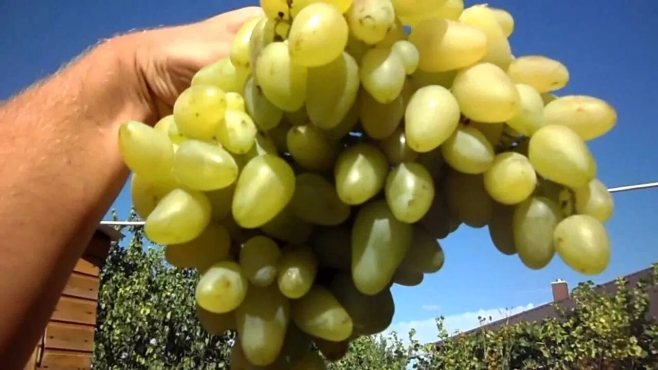Бажена 15.08.2018 - YouTube
