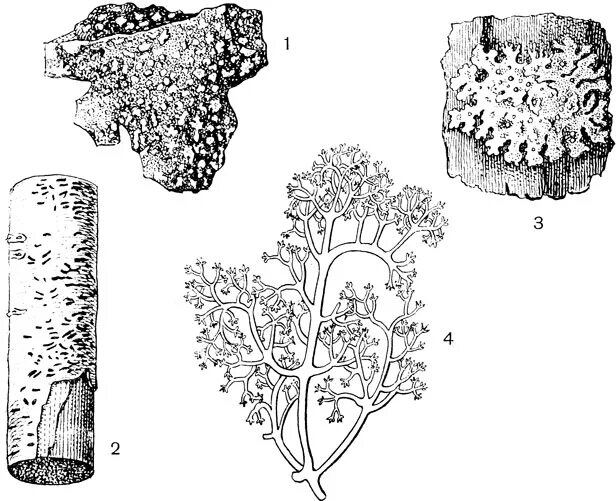 Морфологические типы слоевищ лишайников. Листоватый лишайник рисунок. Лишайники накипные листоватые кустистые. Накипные лишайники схема.