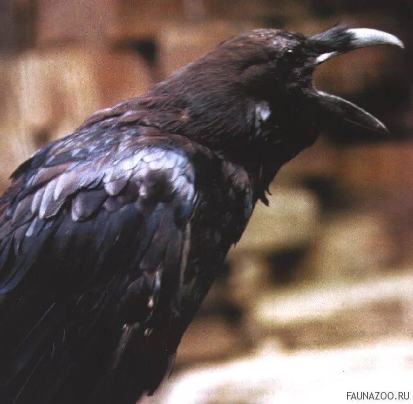 новокаледонская ворона. среда обитания серой вороны. ворон обыкновенный. обыкновенный ворон птица. королевский ворон коракс.