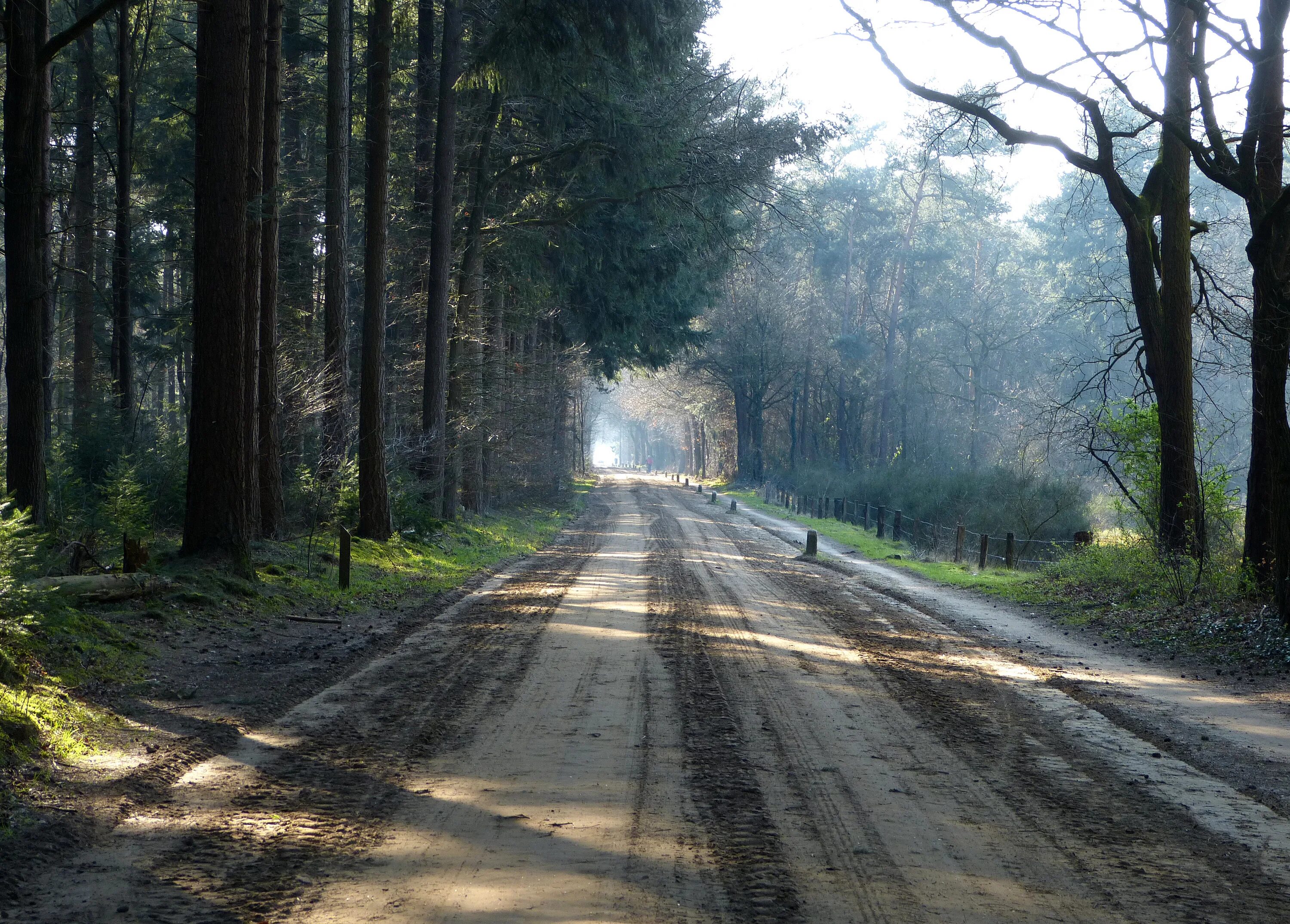 Пасовский лес в смоленске. Инфраструктура леса. Асфальтированная дорога через лес. Дорога и лес джунгли. Проезжая тропа в лесу.