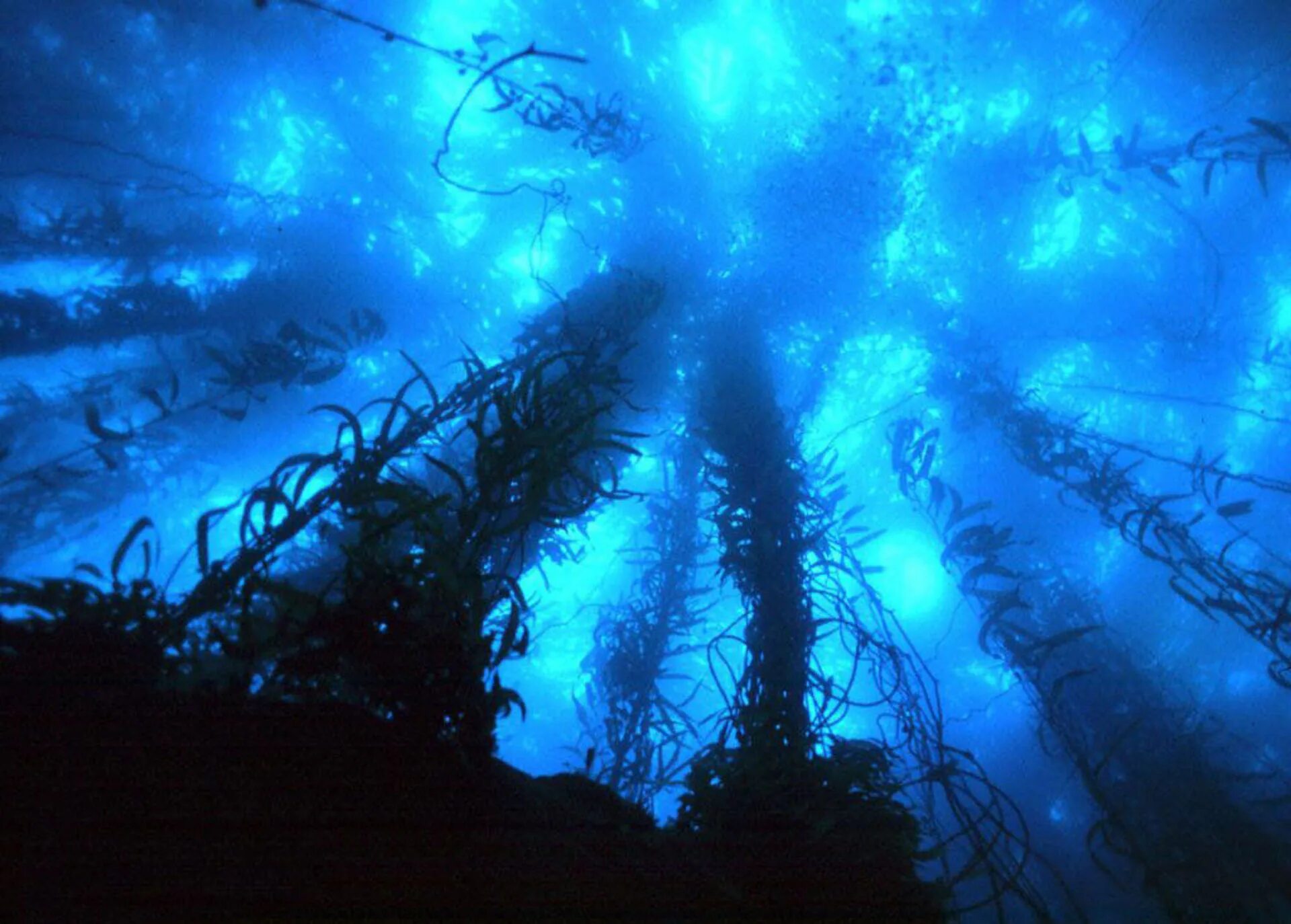 Мир спасет deep. Подводный мир глубина. океаны. глубина. морские глубины.