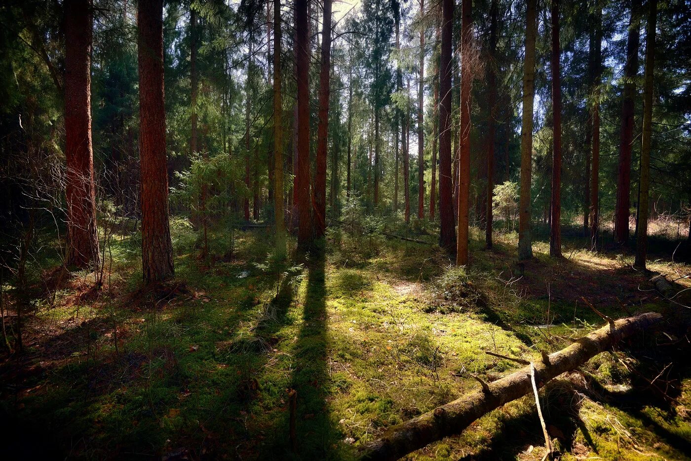 гостиничный комплекс лесное воронеж. ясная поляна кемерово. барнаул лесная поляна. сосновый бор и еловый бор. лесное воронеж гостинично ресторанный комплекс.