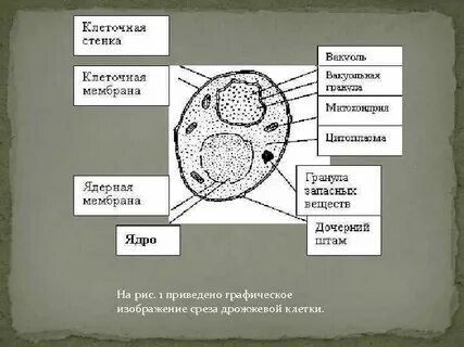 Дрожжевая клетка