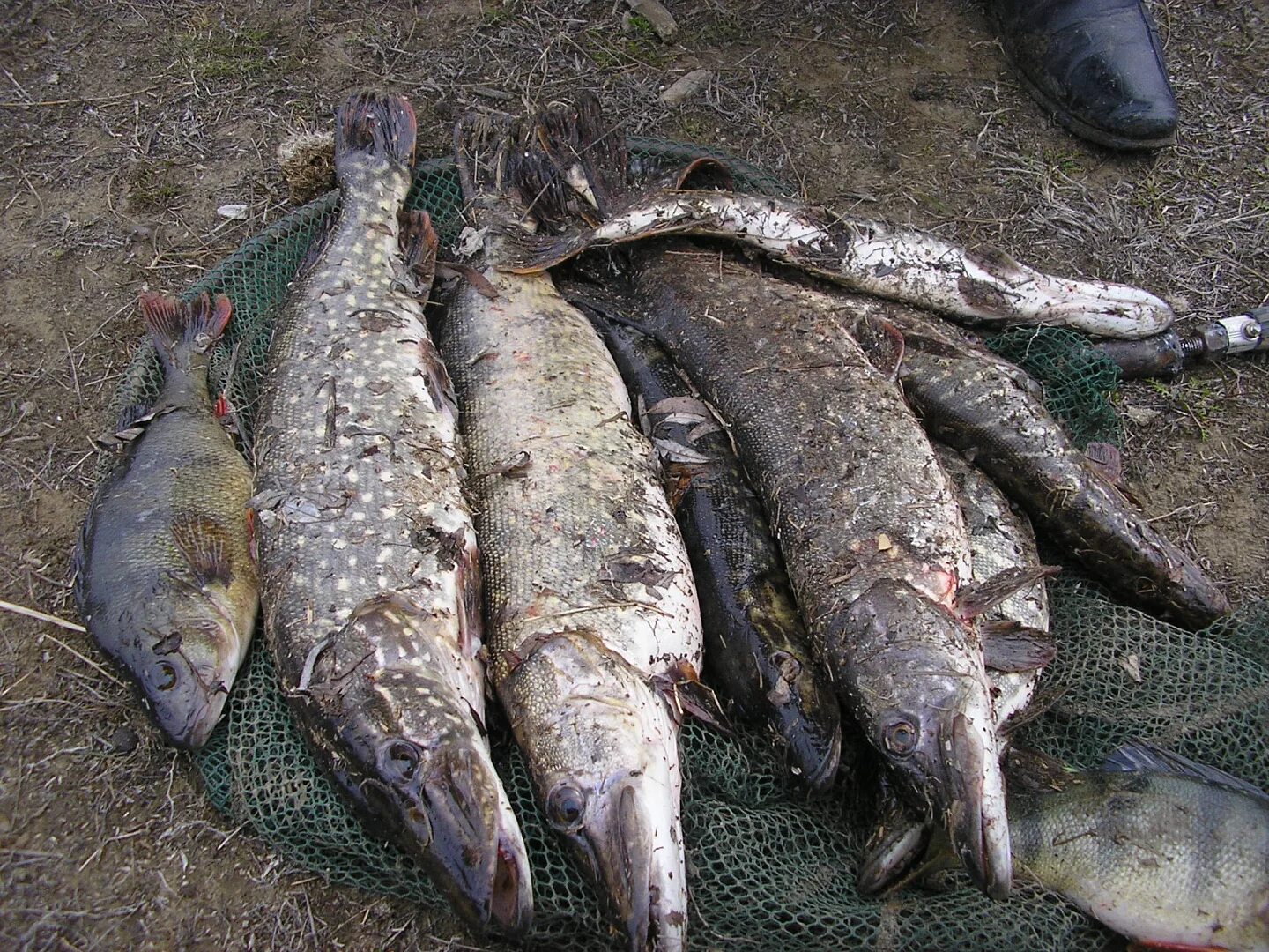 Астрахань Кигач рыбалка. Село Подчалык Астраханская область. Поселок МРС на реке Кигач. Поволжья Кигач. Река кигач астраханская область