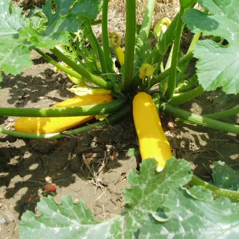 Безумно вкусное варенье "русский ананас". Любимый рецепт на зиму Варенье из каба