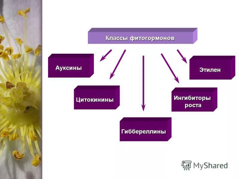 Классы фитогормонов. Ауксины, Гиббереллины, цитокини. Фитогормоны растений. Гормоны растений фитогормоны. Фитогормоны схема.