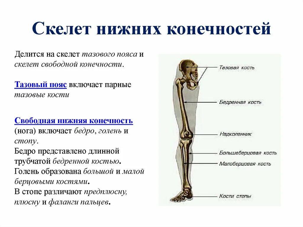 Нижние конечности являются. Строение скелета нижних конечностей. Строение и функции пояса нижних конечностей человека. Кости свободной нижней конечности функции. Скелет нижней конечности свободная конечность функции.