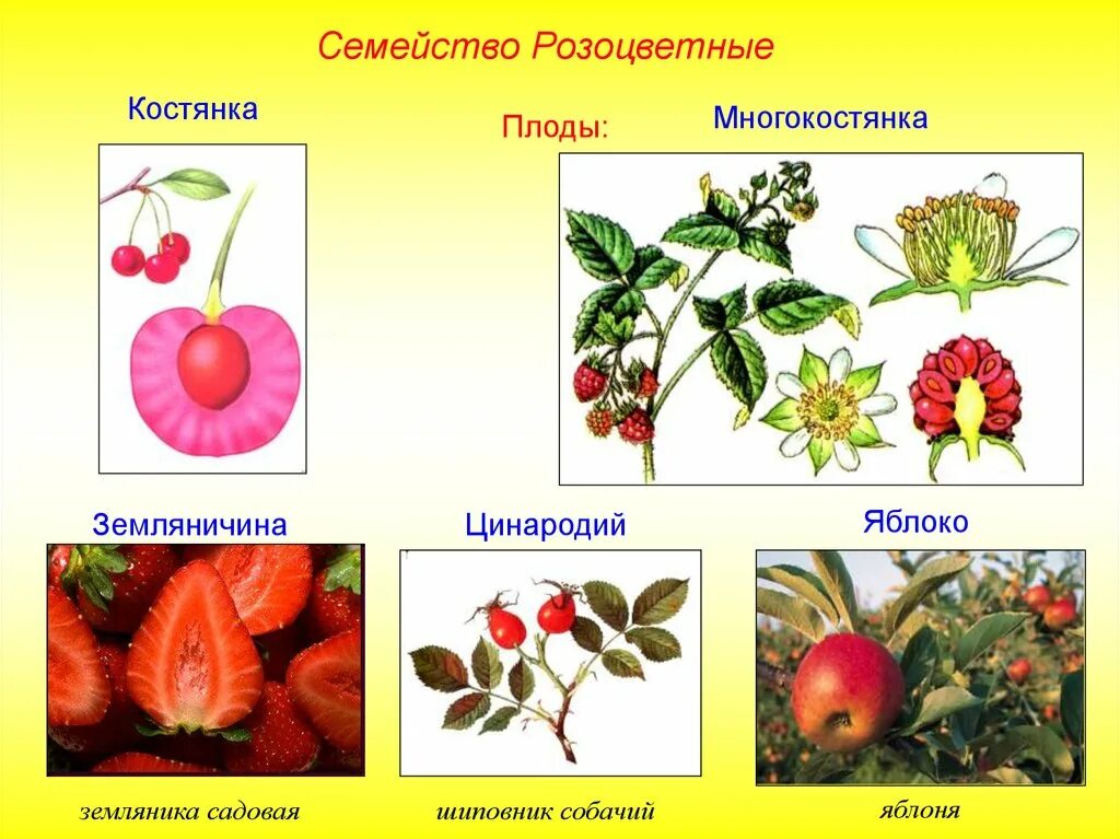 Плод костянка семейство. Плоды семейства розоцветных. Многоорешек плод Розоцветные. Костянковидные плоды многокостянка.