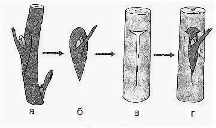 Ус 3 см