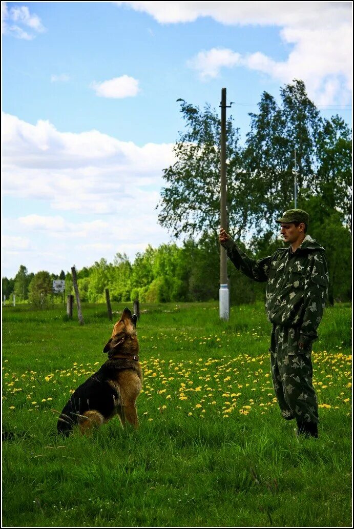 Кинологический питомник красная звезда. Питомник красная. Племпитомник красная звезда. Питомник красная. Питомник служебного собаководства красная звезда.