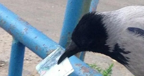 Бар черный ворон. Ворона с купюрой. Вороны воруют. Смешные вороны. Ворона украла.