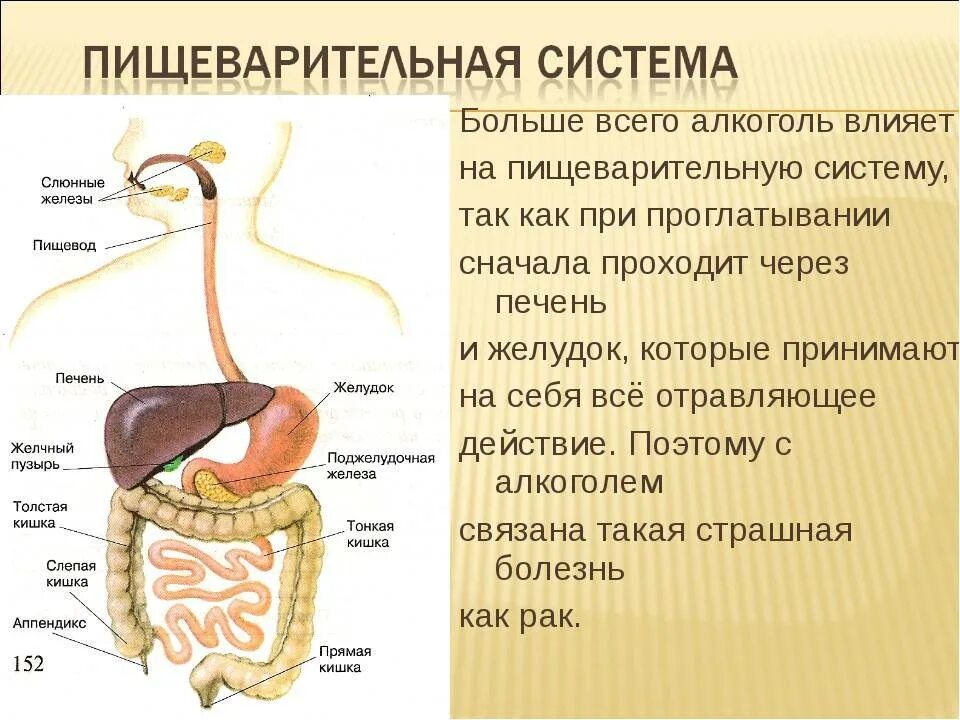 Пищеварительная система причины. Влияние упражнений на пищеварительную систему. Влияние никотина на пищеварительную систему. Влияние спирта на пищеварительную систему.