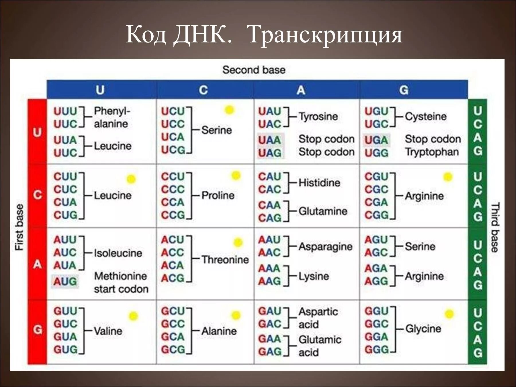 Черных транскрипция. Генетический код. Таблица генетического кода. Коды ДНК. Код ДНК таблица.