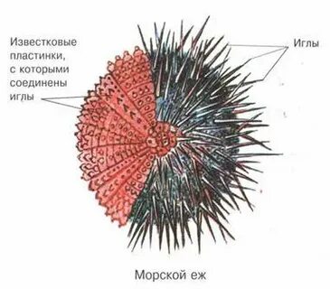 Строение морского ежа