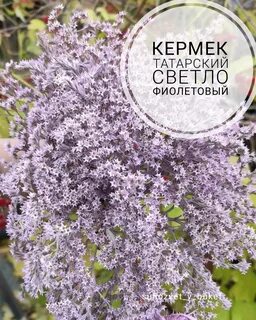 Кермек татарский