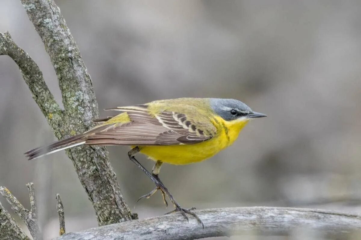 Птица с желтым брюхом. Желтобрюхая трясогузка. Зарянка горихвостка. Отряд воробьиных желтогрудка. Восточный луговой трупиал.