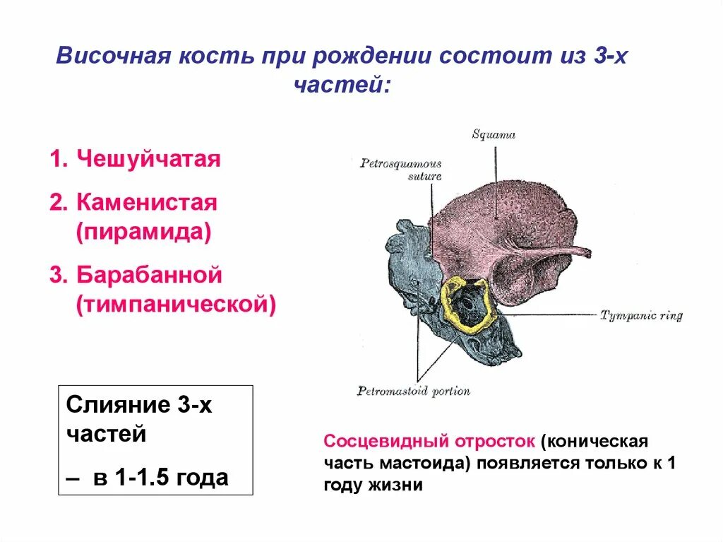 Изменения височной кости. Височная кость Чешуйчатая часть барабанная каменистая. Височная кость строение. Барабанная часть пирамиды височной кости. Пирамида (каменистая часть) височной кости.