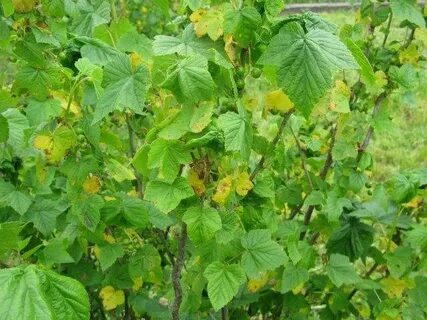 Желтеют листья смородины весной что делать