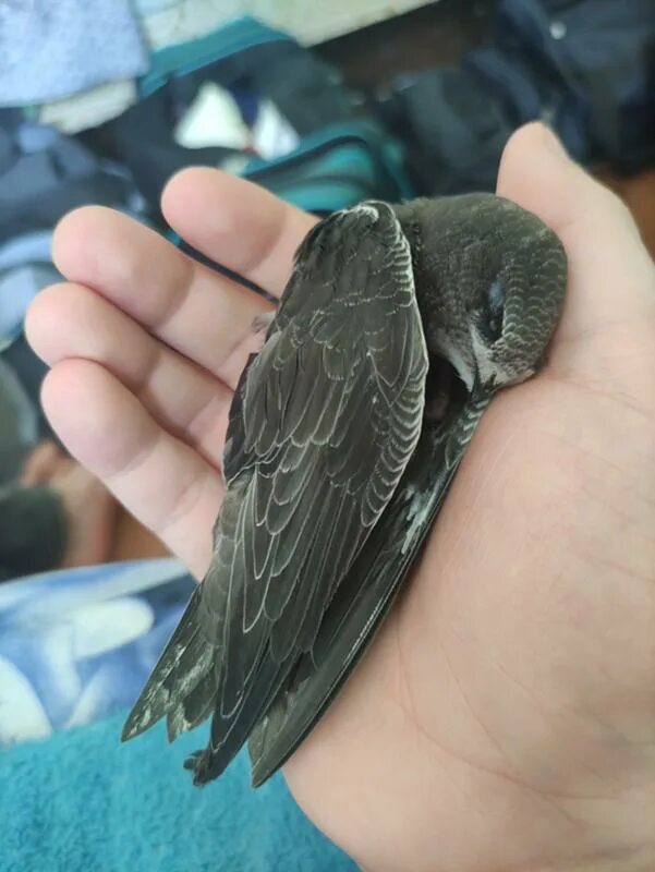 чёрный стриж. иглохвостый стриж птица. птенец стрижа слеток. лапы стрижа. птенец черного стрижа.