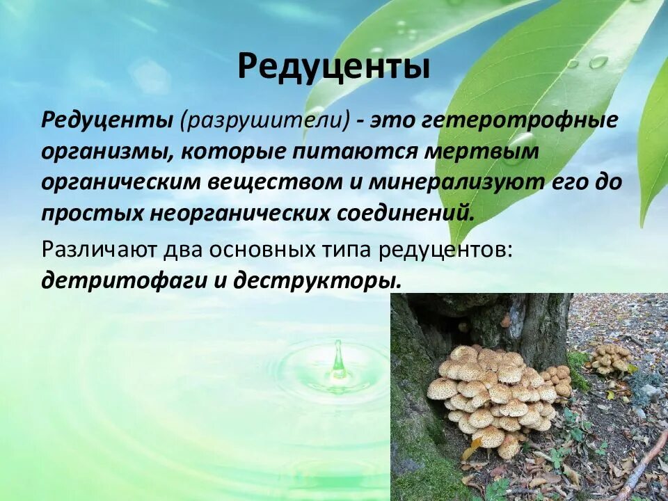 Функции редуцентов. Редуценты. редуценты их роль. разрушители редуценты. редуцентов в экосистемах.