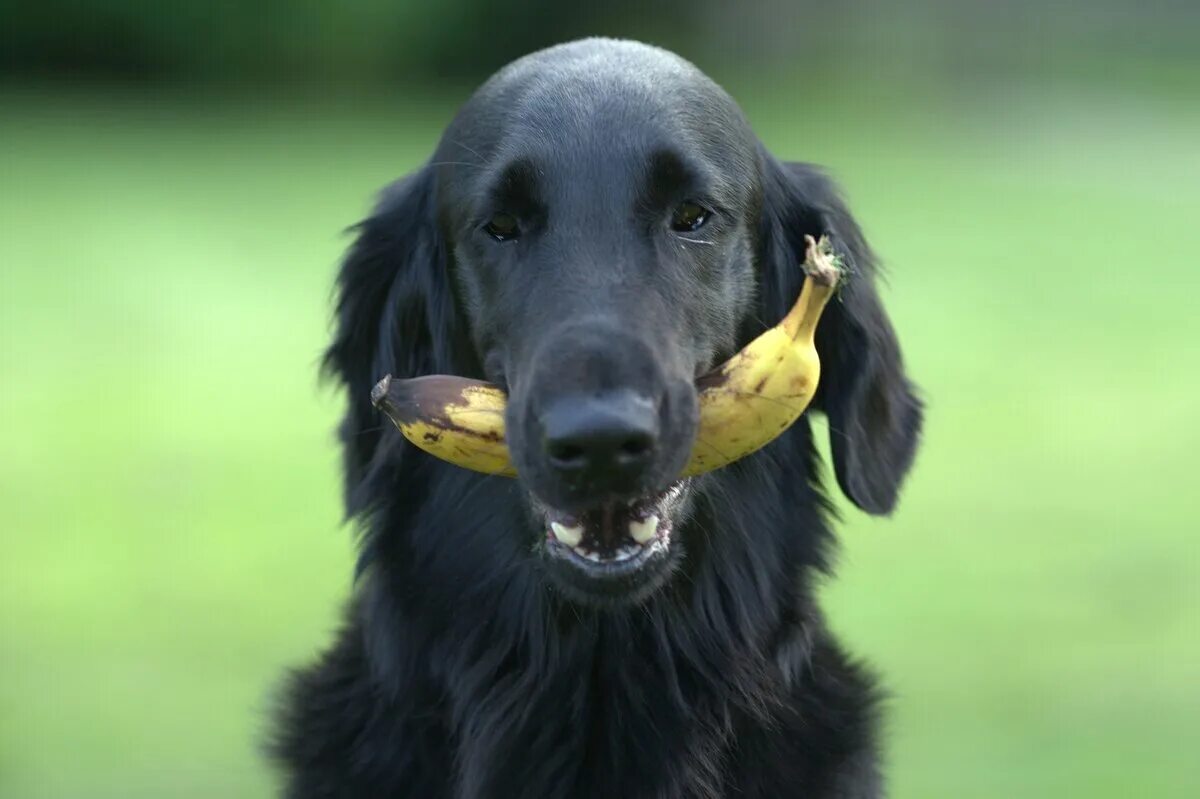 Можно собакам давать бананы. Собака банан. Собака с мячиком в зубах. Собака ест банан.