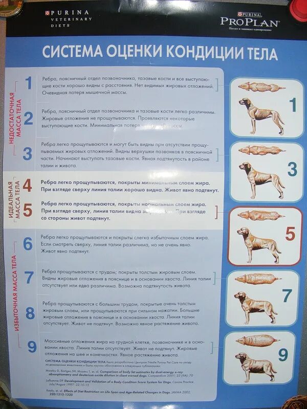 Как научиться делать кондиции. Оценка кондиции собак. оценка кондиции тела собак. конидция тела у собаки. оценка упитанности собак.
