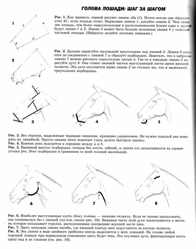 Схема построения головы лошади. Клиновидная форма головы у лошади. Форма головы лошади прямая клиновидная. Голова лошади в профиль.