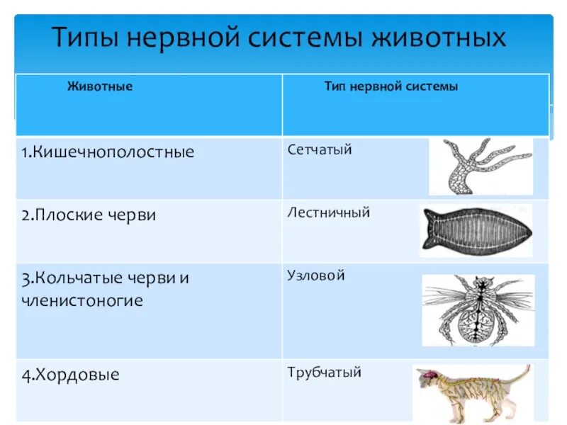 Беспозвоночные егэ. Нервная система животных таблица по биологии 7. Типы нервной системы беспозвоночных таблица. Типы нервной системы у животных схема. Типы нервных систем у животных 6 класс таблица.