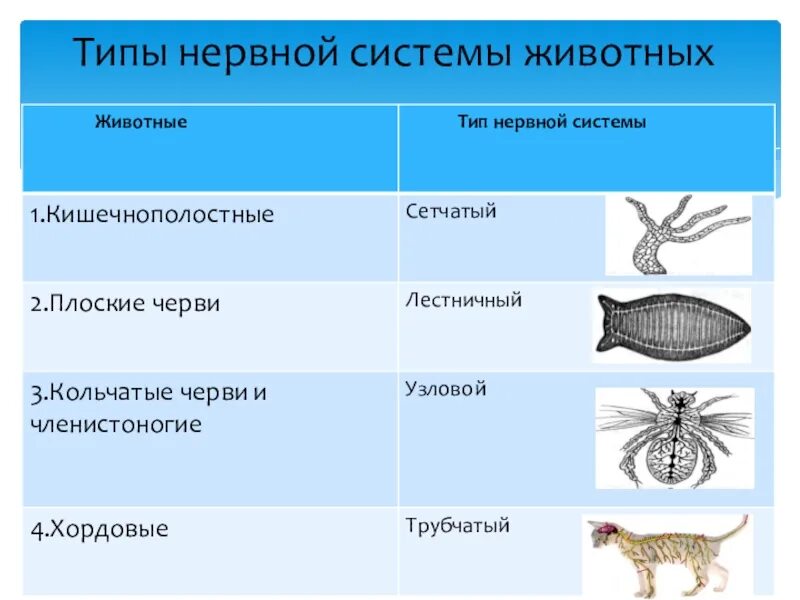 Типы нервных систем представители. Типы нервной системы беспозвоночных таблица. схема типы нервной системы животных. типы нервной системы у животных 6 класс таблица. таблица нервной системы животных по биологии 7 класс.